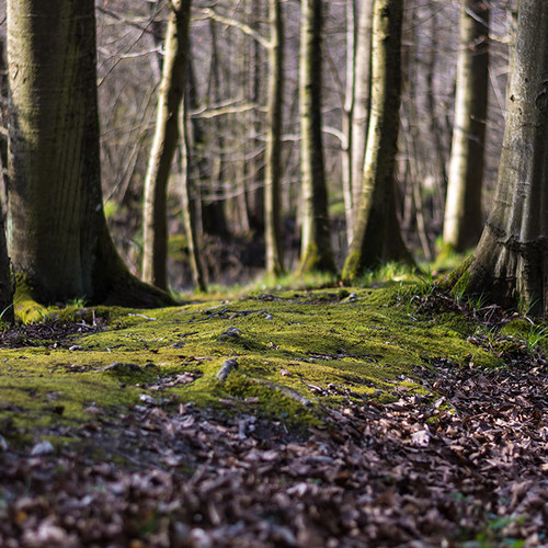 Moosbewachsener Waldboden