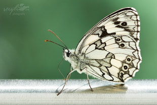 Schachbrett - Melanargia galathea