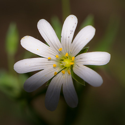 Blüte im Schatten