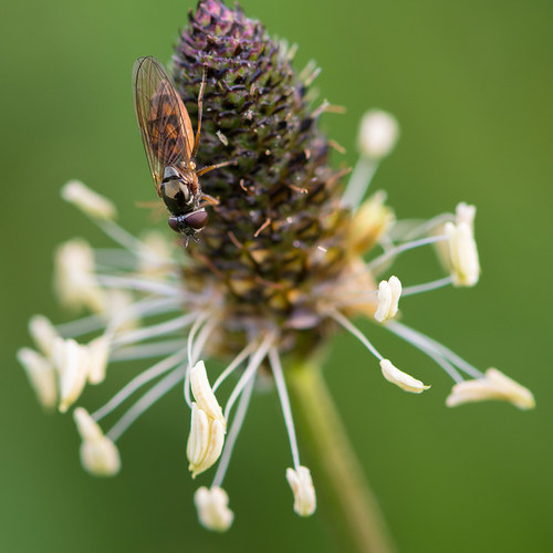 Schwebfliege auf Spitzwegerich