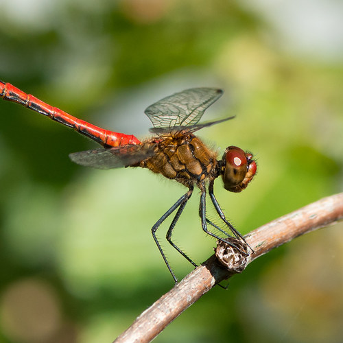 Blutrote Heidelibelle Profil