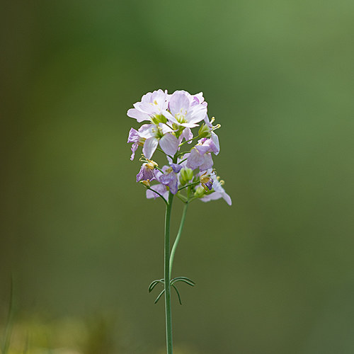 Wiesenschaumkraut