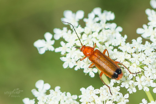 Roter Weichkäfer (Rhagonycha fulva)