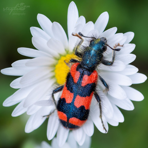 Zottiger Bienenkäfer