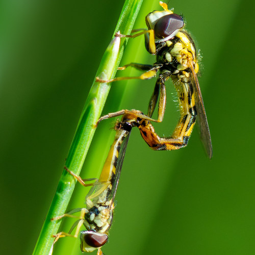 Gewöhnliche Langbauchschwebfliege