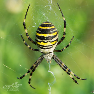 Wespenspinne - Argiope bruennichi