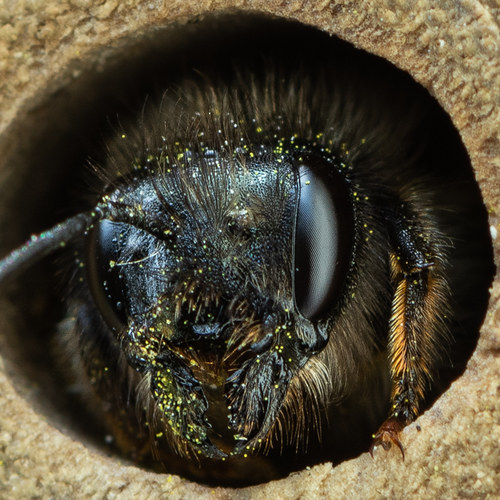 Bienenportrait