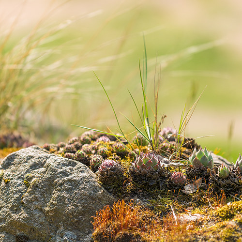 Miniaturlandschaft