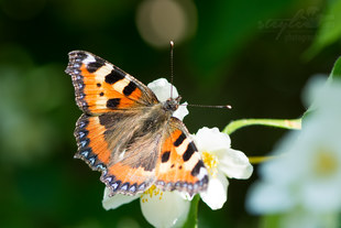 Kleiner Fuchs - Aglais urticae