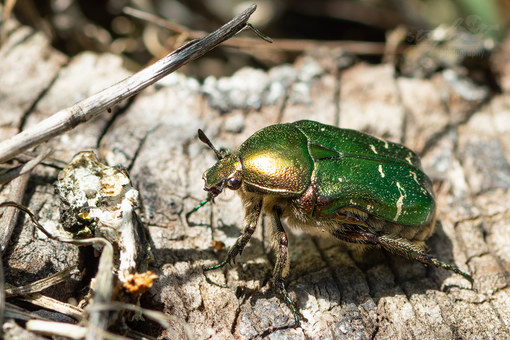 Rosenkäfer (Cetoniinae) 