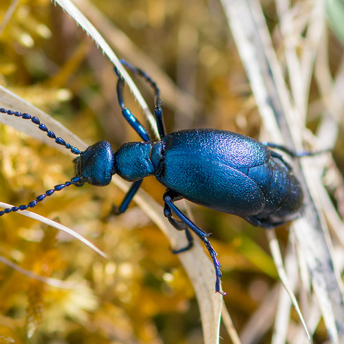 Blauschimmernder Maiwurmkäfer