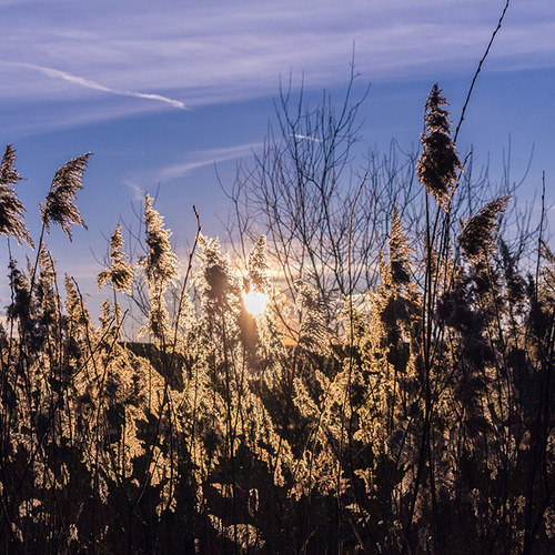 Abendsonne