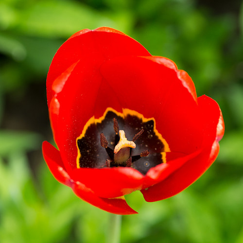 Rote Tulpe