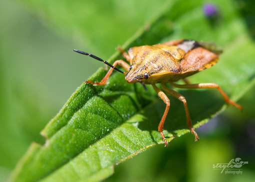 Carpocoris pudicus