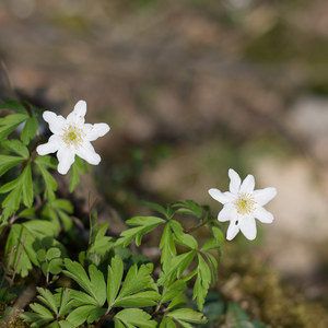 Waldröschen