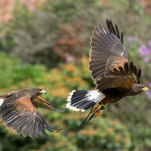 Bussard-Flug