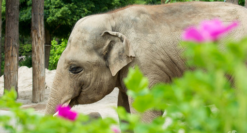 Elefant im Zoo Heidelberg