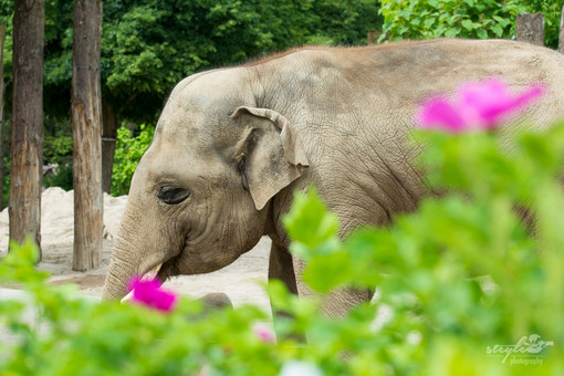 Elefant im Zoo Heidelberg