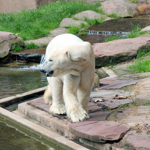 Eisbär