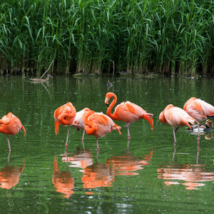 Flamingos