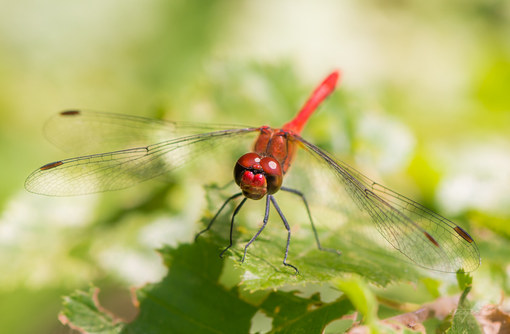 Blutrote Heidelibelle