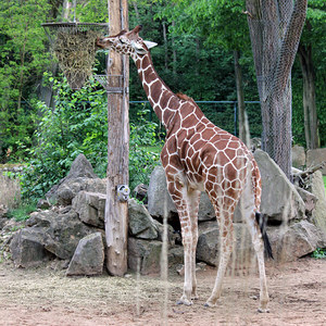 Giraffe