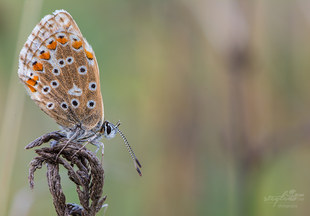 Hauhechel-Bläuling - Polyommatus icarus