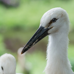 Junger Storch