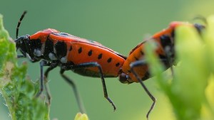 Käfer & Wanzen