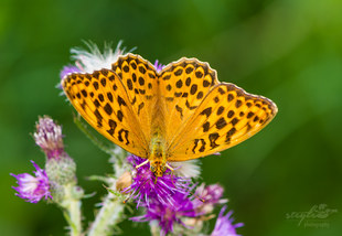 Kaisermantel - Argynnis paphia