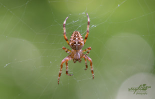 Kreuzspinne - Araneus