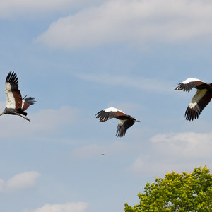 Kronenkraniche im Flug