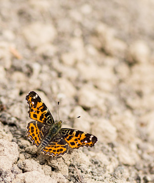 Landkärtchen - Araschnia levana