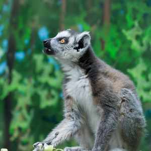 Lemur