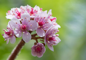 Makrofotografie von Pflanzen, Farne, Gräser, Pilze, Moose und Blumen