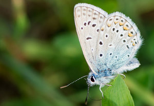 Makrofotografie von Insekten, Spinnen & Amphibien