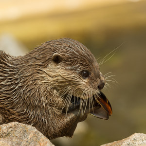 Otter