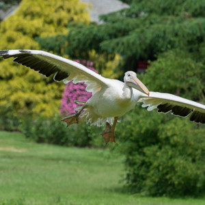 Pelikan im Flug