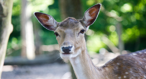 Reh im Wildpark Bad Mergentheim