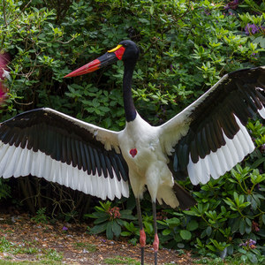 Sattelstorch