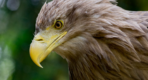 Seeadler im Weltvogelpark Walsrode