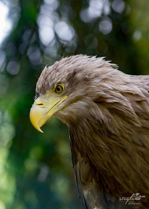 Seeadler im Weltvogelpark Walsrode