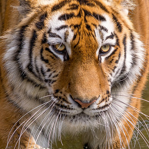 Sibirischer Tiger im Wasser