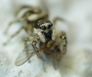 Salticus scenicus mit Beute - Salticidae,