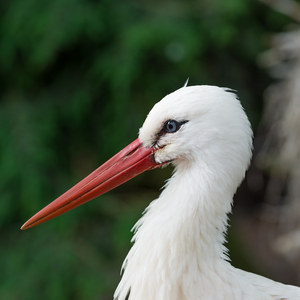 Storch