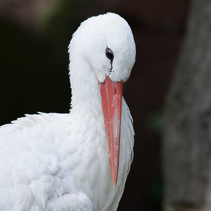 Storch