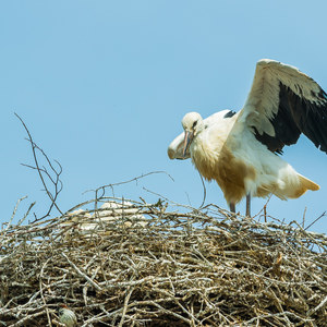 Storchennest