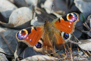 Tagpfauenauge - Aglais io