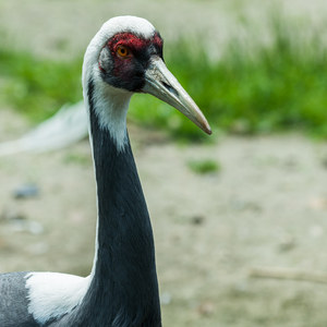 Vogelpark Walsrode