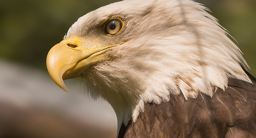 Portrait Weißkopfseeadler